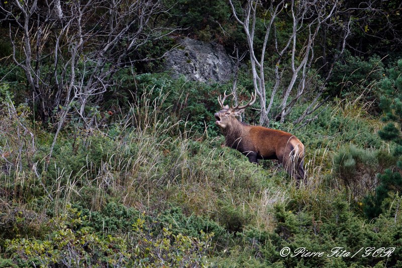 Cerf elaphe.jpg - Carlit
